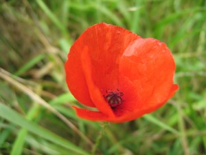 Remembrance