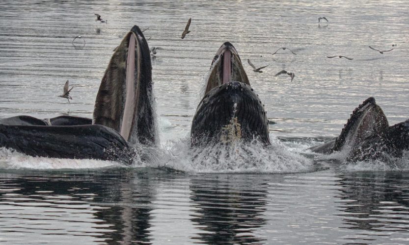 even the whales are angry