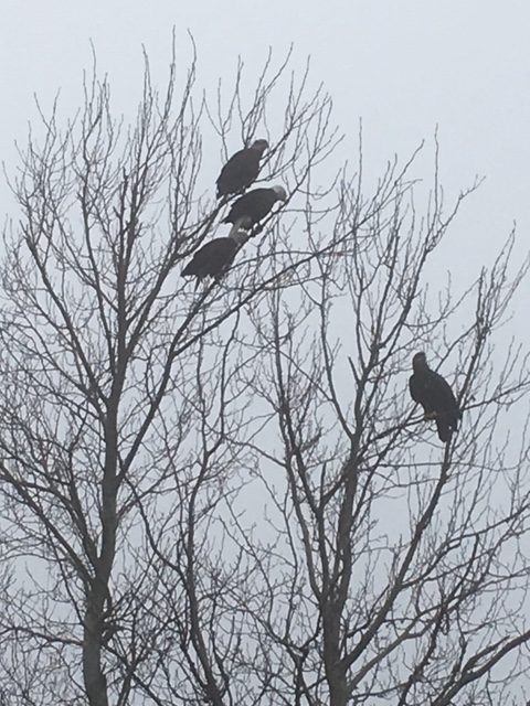 Poem "Unafraid" inspired by the majestic bird--the eagle. 